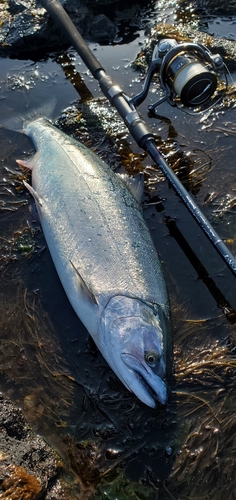 サクラマスの釣果