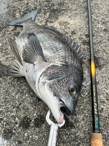 チヌの釣果