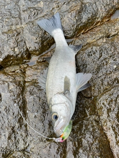 ヒラスズキの釣果