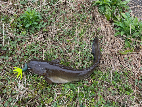 ナマズの釣果