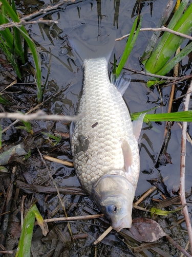 ヘラブナの釣果