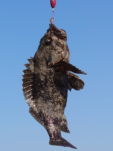 ソイの釣果