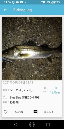 フッコ（マルスズキ）の釣果