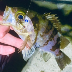 メバルの釣果