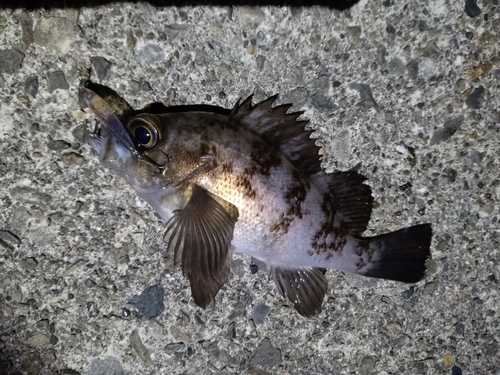 メバルの釣果