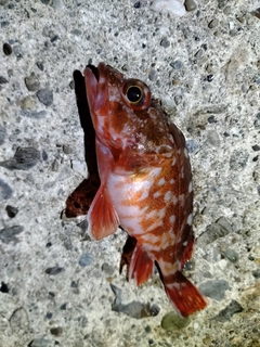 カサゴの釣果