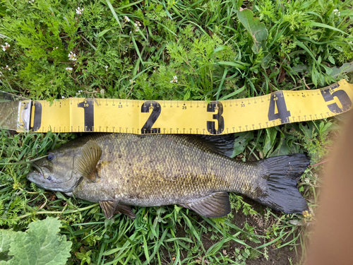 スモールマウスバスの釣果