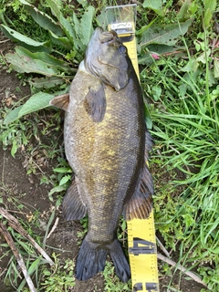 スモールマウスバスの釣果