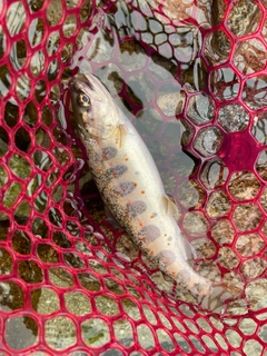 アマゴの釣果