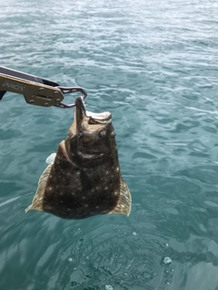 ヒラメの釣果