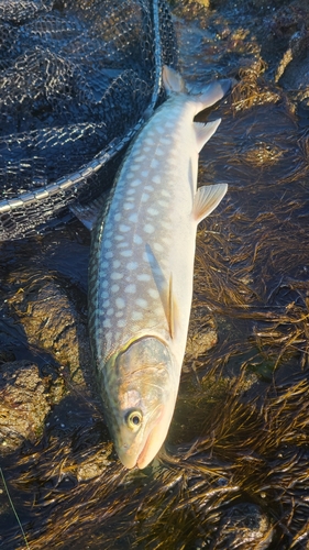 アメマスの釣果