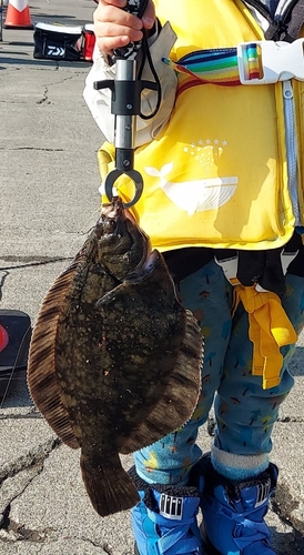 カレイの釣果