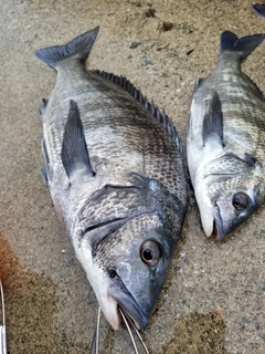 チヌの釣果