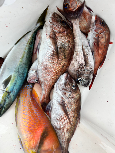 マダイの釣果