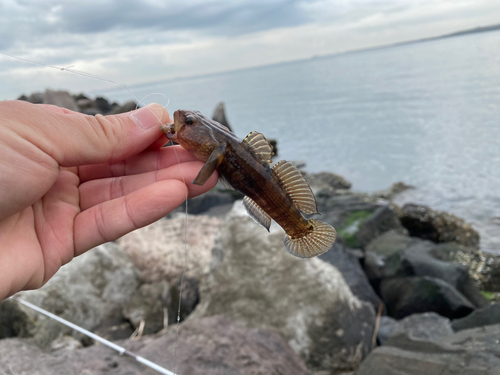 ハゼの釣果