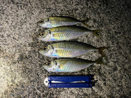 アジの釣果