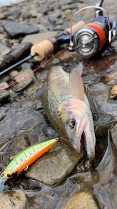 ニジマスの釣果