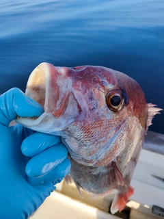 タイの釣果