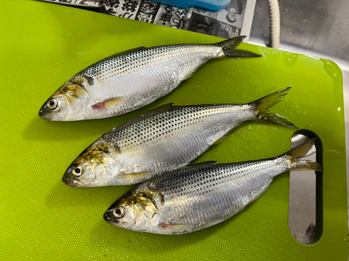 コノシロの釣果