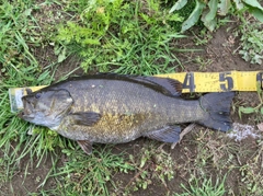 スモールマウスバスの釣果