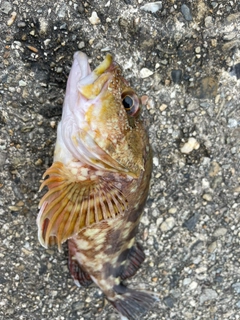カサゴの釣果