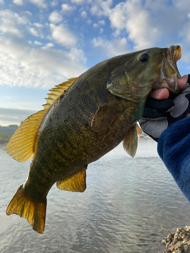 スモールマウスバスの釣果