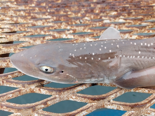 ホシザメの釣果