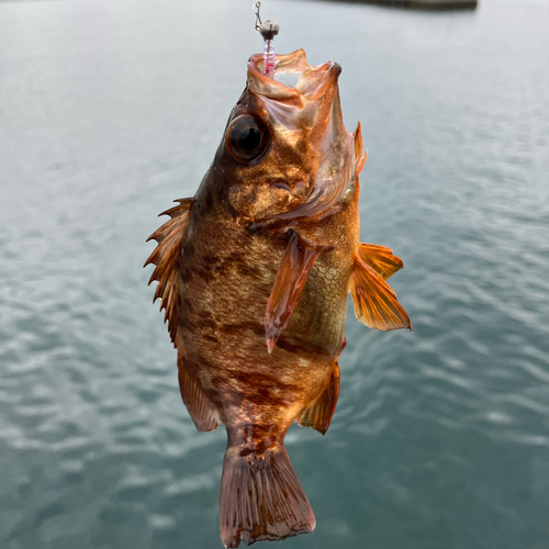 アカメバルの釣果