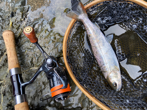 ヤマメの釣果