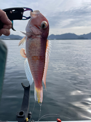 アマダイの釣果