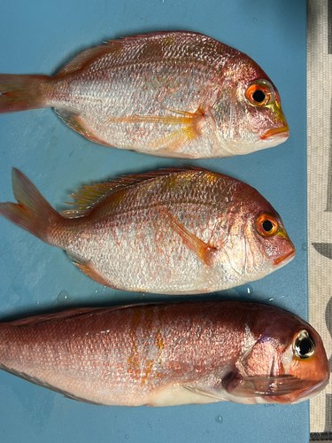 アマダイの釣果