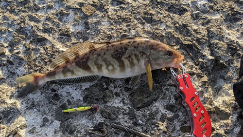 ホッケの釣果