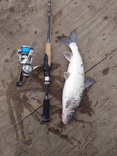 ニゴイの釣果