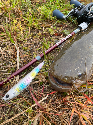 ナマズの釣果