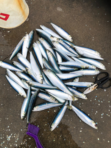 イワシの釣果