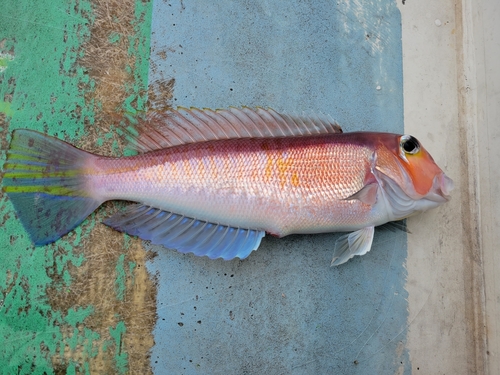 アカアマダイの釣果