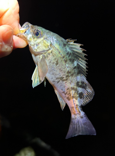 メバルの釣果