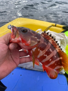 アカハタの釣果