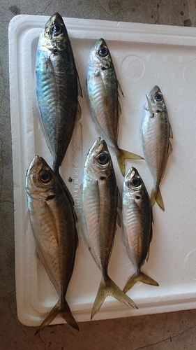 アジの釣果