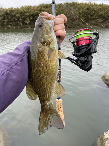 スモールマウスバスの釣果