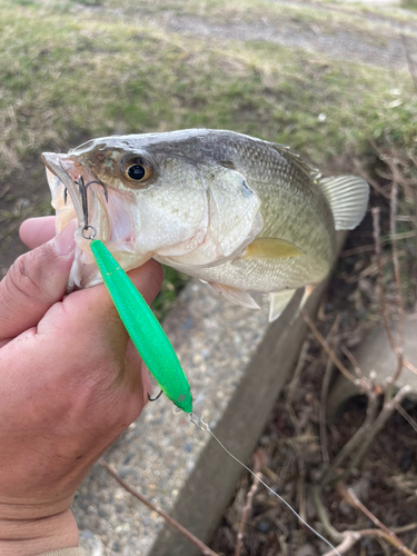 ラージマウスバスの釣果