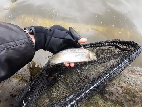 ニジマスの釣果