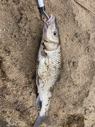 ニゴイの釣果