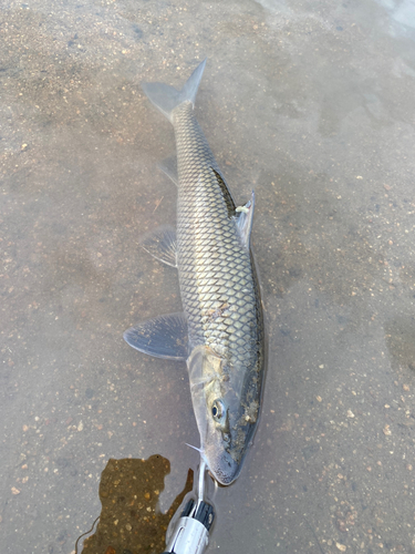 ニゴイの釣果