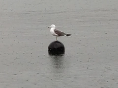 オニカサゴの釣果