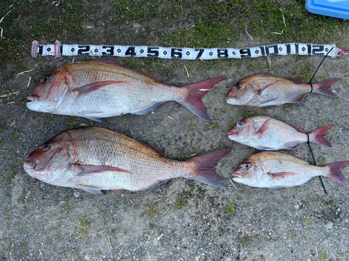 マダイの釣果