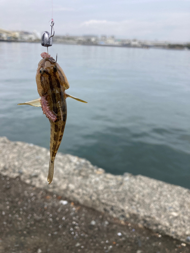 ハゼの釣果