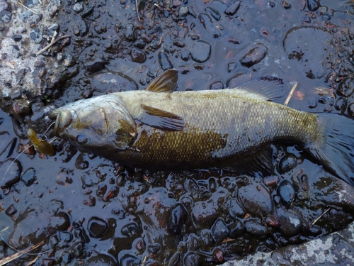 スモールマウスバスの釣果