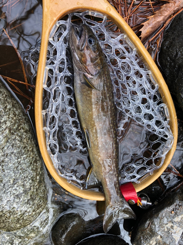 イワナの釣果