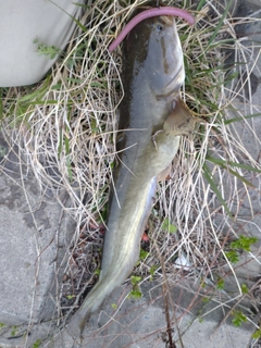 ニホンナマズの釣果